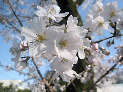 桜 ดอกซากุระ