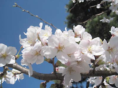 桜 ดอกซากุระ